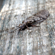 Illustration for article titled Shooting Challenge: Bugs Gallery (Part 4)